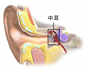 耳の病気 外耳 中耳 あかいけ耳鼻いんこう科
